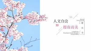 人文白公,樱你而美策划案