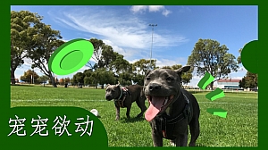 宠宠欲动周年庆暨首届宠物嘉年华活动方案