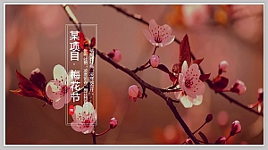 某城市梅花旅游文化节活动方案