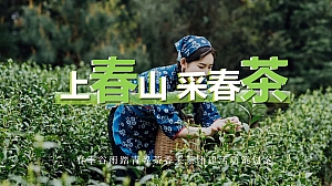 春季踏青谷雨寻茶香采茶团建活动策划方案