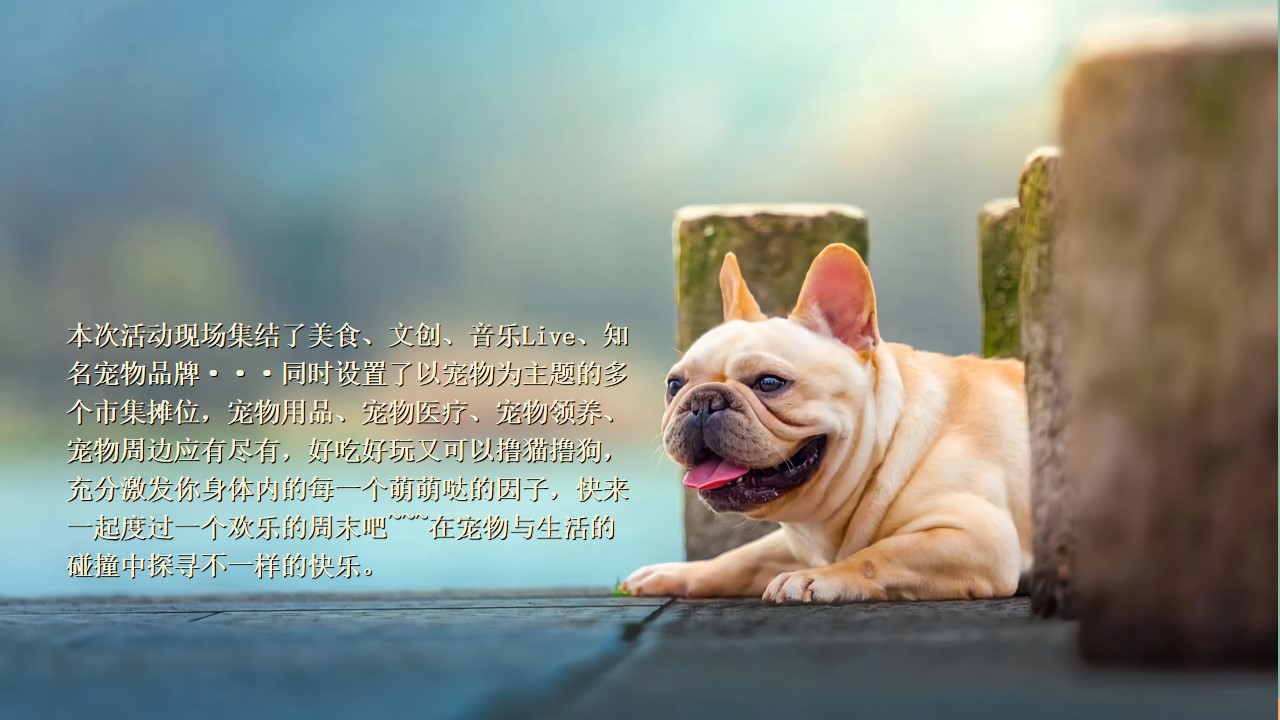 1658065301 0f927bc20e699d3 - 商业广场宠物市集嘉年华（萌宠夏日主题）活动策划方案-48P