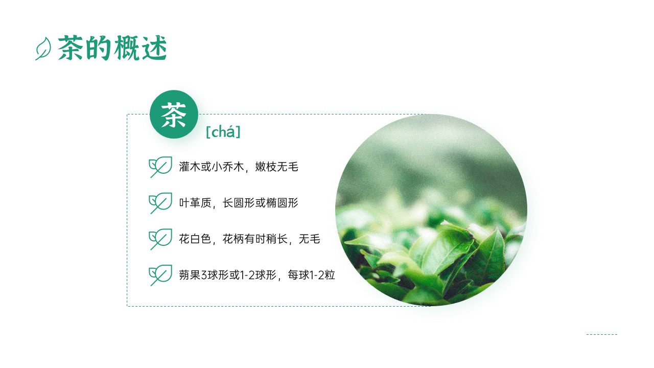 1667896408 dcfa053177d01f6 - 绿色清新风产品介绍PPT模板