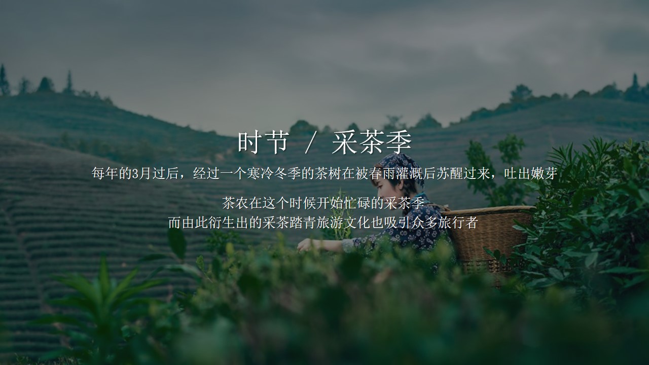1676875563 50e3092c82ce78d - 乡村文旅景区春季茶文化节乡村文化旅游节