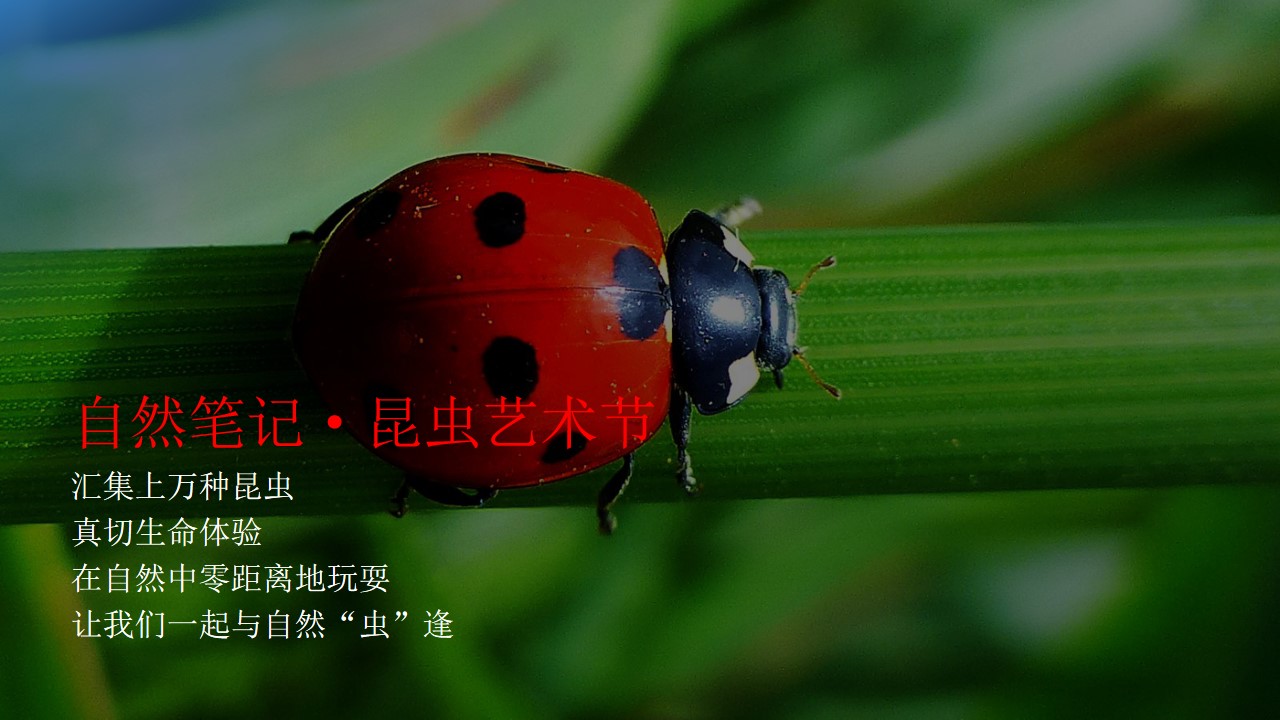 1684479487 dcfa053177d01f6 - 夏日“虫”逢 昆虫艺术节