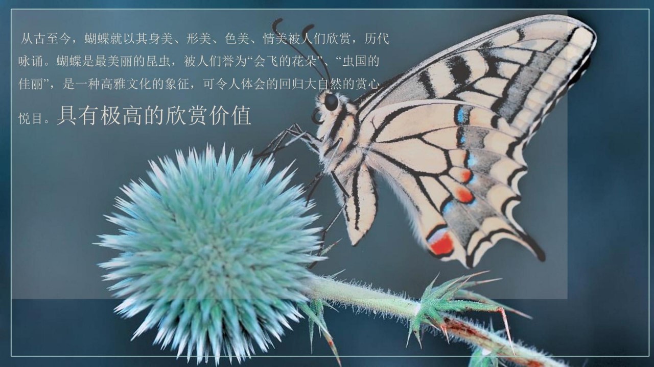 1685520354 a5edf932cf9929b - 蝴蝶展活动方案