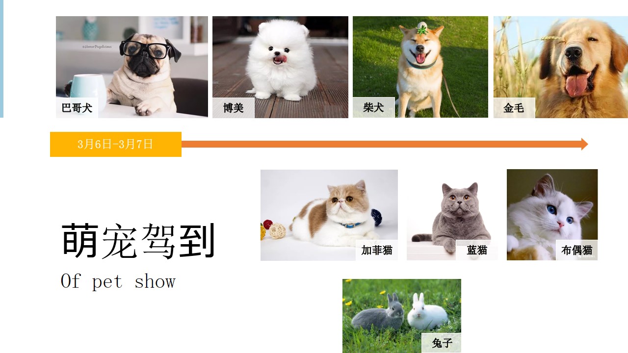 1692695444 0f927bc20e699d3 - 202X年某地产项目创意宠物大赛