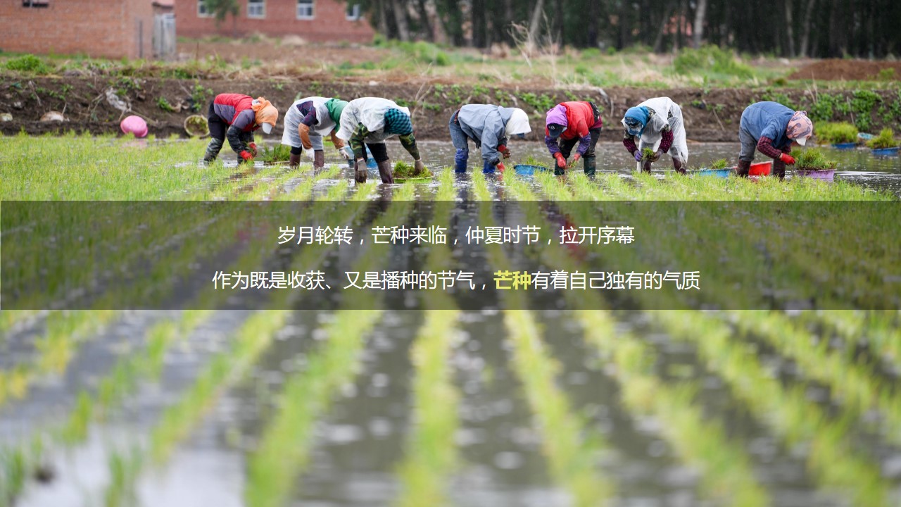 1699860108 42598eae9c79557 - 周末亲子二十四节气芒种时节体验农耕插秧活动策划案