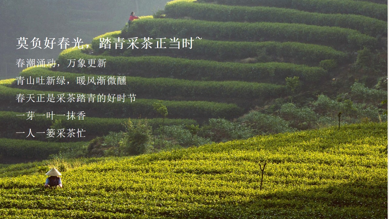 1710731150 dcfa053177d01f6 - 踏青采茶茶艺研学（清明五一团建亲子研学春季踏青采茶）