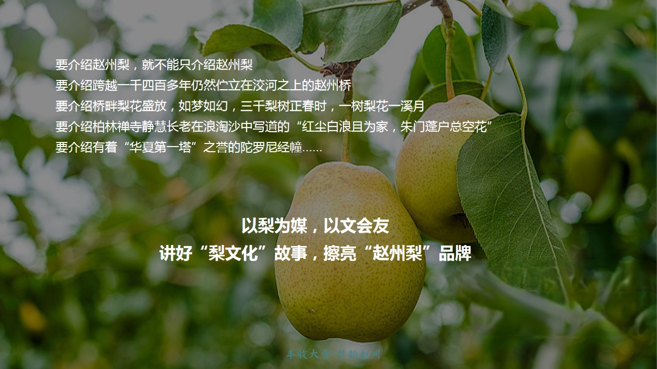 1726119181 dcfa053177d01f6 - 2024第四届赵州梨产业丰收节暨梨果产业推介会